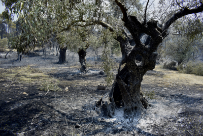 Κρήτη: Έκλεψαν αυτοκίνητο, τράκαραν σε ελιά και πήρε φωτιά ελαιώνας