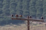 Οδηγός «γκρέμισε» κολόνα της ΔΕΗ (φώτο)