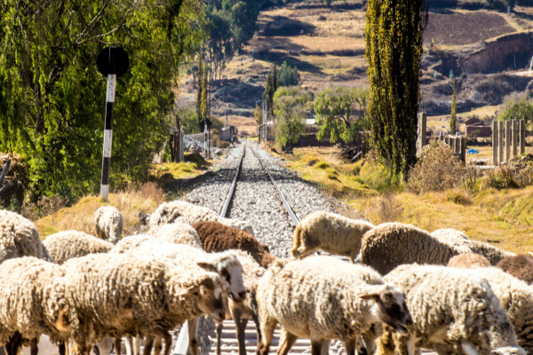 Hellenic Train: Τρένο παρέσυρε κοπάδι ζώων στον Αλίαρτο