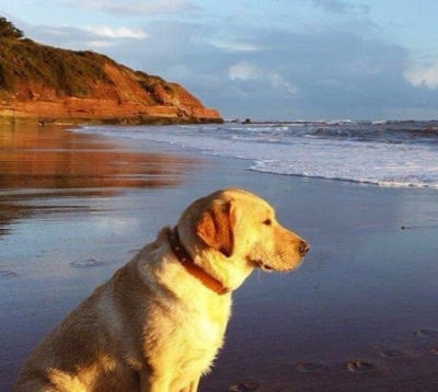 Πήγαμε μαζί στην παραλία αλλά γύρισα σπίτι μόνος: Ο συγκινητικός τρόπος που αποχαιρέτισε ένας ιδιοκτήτης τον σκύλο του