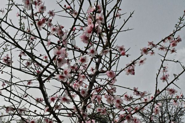 Κλέαρχος Μαρουσάκης: Μία χώρα σε δύο εποχές - Πού θα έχουμε χειμώνα και πού άνοιξη