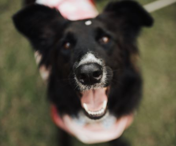 Αγέλη σκύλων «μπούκαρε» μέσα στο ΠΑΓΝΗ, κινδύνευσε ένας ασθενής