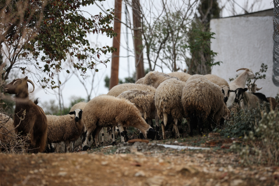 Σέρρες - Ευλογιά: Ξεκίνησε η θανάτωση 240 αμνοεριφίων
