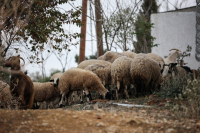 Σέρρες - Ευλογιά: Ξεκίνησε η θανάτωση 240 αμνοεριφίων