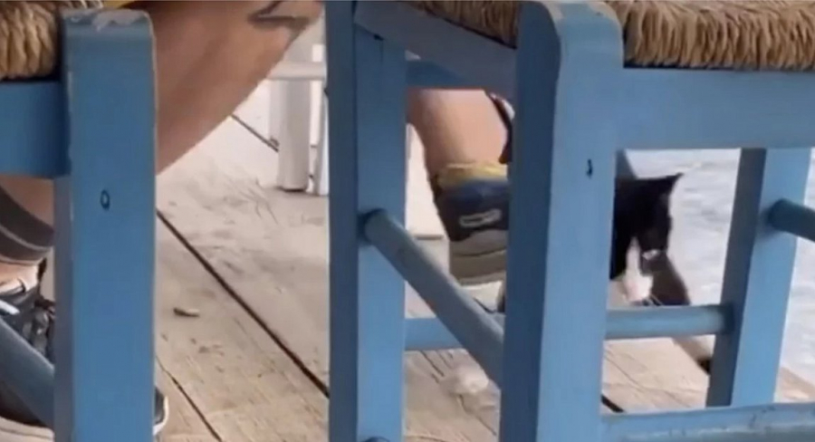 Αιδηψός: Ο δράστης που κακοποίησε τη γάτα, έβαφε και τον σκύλο του