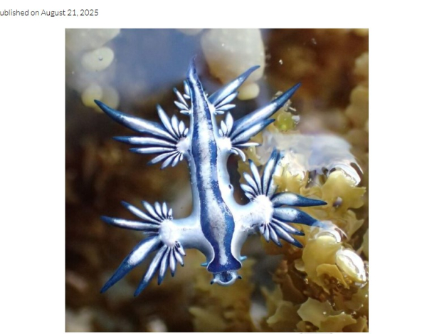 Bureau of Ocean Energy Management