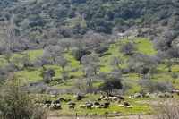 Αφθώδης πυρετός: Τι είναι και πώς μεταδίδεται
