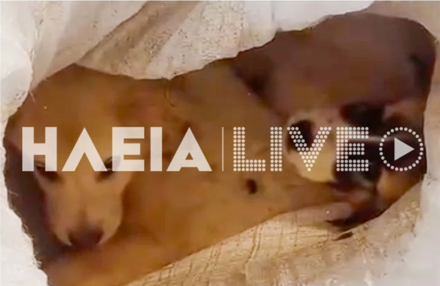 Κτηνωδία: Έβαλαν κουτάβια μέσα σε τσουβάλια, τα έδεσαν και τα πέταξαν στον Αλφειό