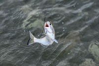 Ψάρεμα με άδεια: Αλλάζουν όλα για ερασιτέχνες ψαράδες
