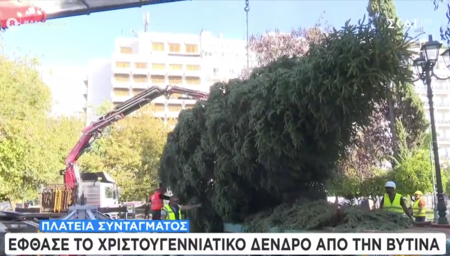 «Μύρισε» Χριστούγεννα! Έφθασε το δέντρο στο Σύνταγμα - Πότε θα φωταγωγηθεί