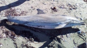 Νεκρό δελφίνι βρέθηκε στο Λαγονήσι (pic)