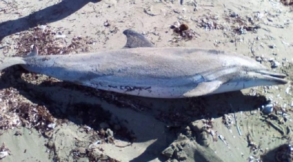 Νεκρό δελφίνι βρέθηκε στο Λαγονήσι (pic)