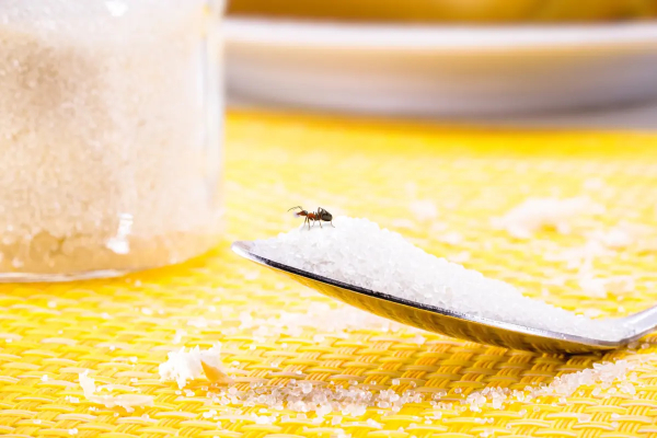 Πώς να απαλλαγείς από τα μυρμήγκια φυσικά και αποτελεσματικά