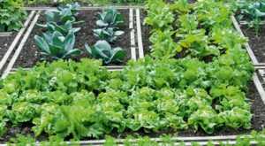 Αιτήσεις για τον δημοτικό λαχανόκηπο στην Τρίπολη
