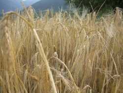 Νέο πρόγραμμα συμβολαιακής γεωργίας κριθαριού