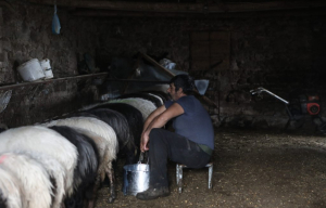 Σε οικονομική ασφυξία οι τυροκόμοι Λέσβου: Προειδοποιούν για τεράστιο περιβαλλοντικό πρόβλημα