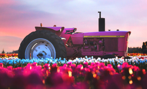 Πηγή φωτό: pexels