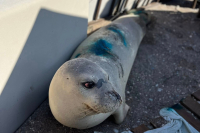 Αυτός είναι ο Ιούλιος - Η φώκια Monachus monachus που βγήκε στην παραλια Έλλη