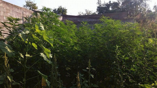 Πέλλα: Συλλήψεις 3 ατόμων για καλλιέργεια κάνναβης