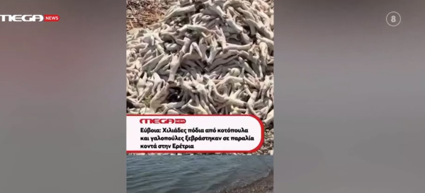 Χιλιάδες πόδια κοτόπουλων ξεβράστηκαν σε παραλία της Εύβοιας (βίντεο)