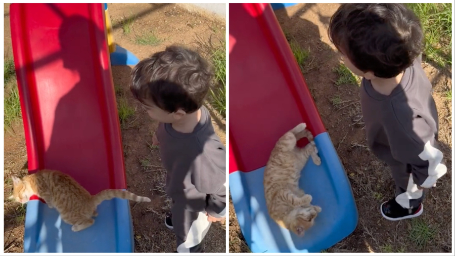 «Είναι άδικο» είπε ένας «μικρός κύριος» σε μια γάτα στο Tik Tok και έγινε viral