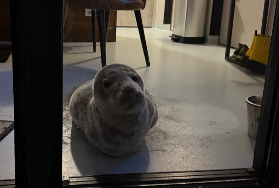 Γύρισε στο ξενοδοχείο και βρήκε μια φώκια να κοιμάται στο δωμάτιό του (Εικόνες)