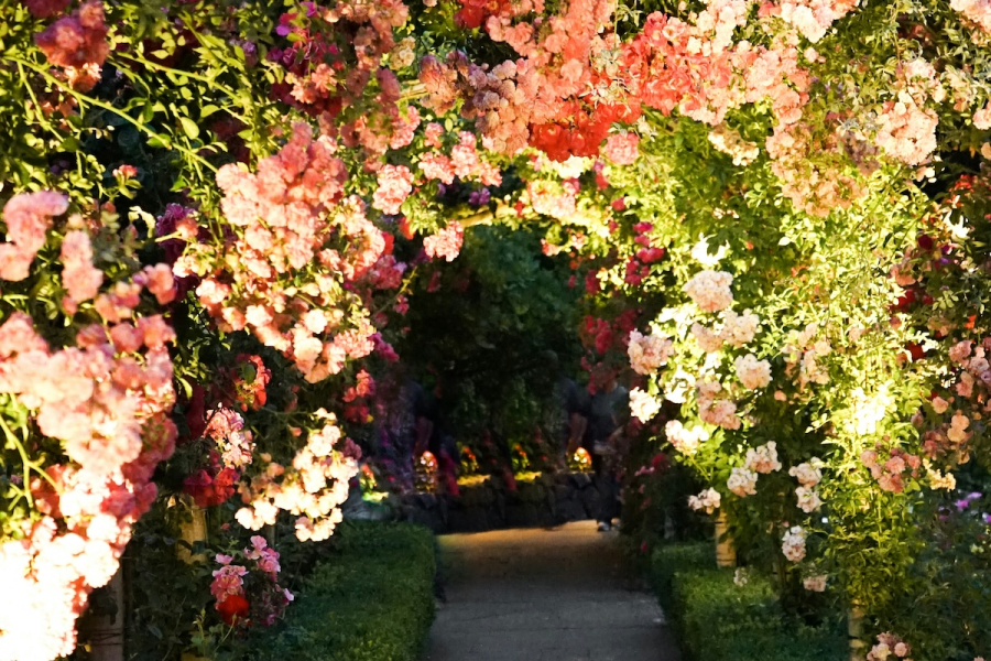 Το πολύχρωμο λουλούδι που απομακρύνει τα παράσιτα από τον κήπο σου