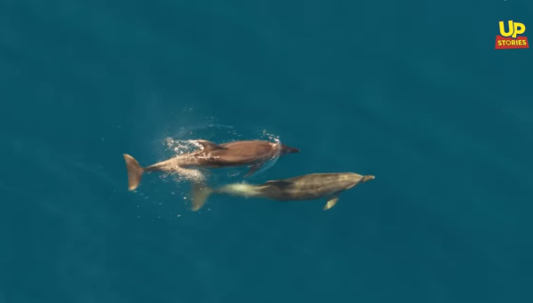 Το ομορφότερο βίντεο: Η απίστευτη χορογραφία αγέλης δελφινιών στον Θεολόγο