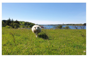 Το πιο κουλ...πρόβατο του κόσμου ζει στην Νορβηγία και μας συστήνεται μέσω social media
