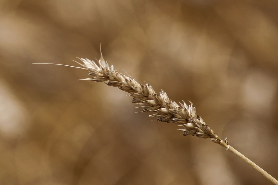 Από τη Δευτέρα και για λίγες ώρες η δήλωση των αποθεμάτων σε γεωργικά προϊόντα και πρώτες ύλες