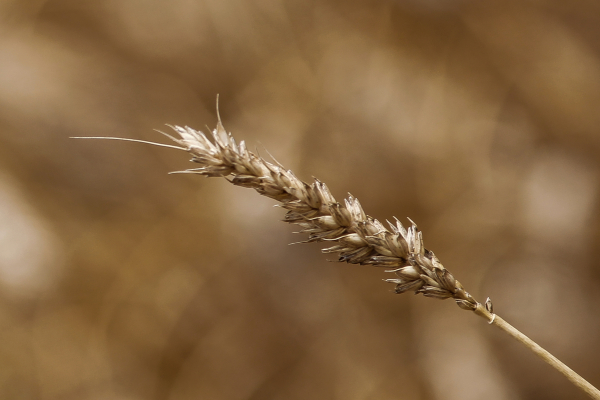 Από τη Δευτέρα και για λίγες ώρες η δήλωση των αποθεμάτων σε γεωργικά προϊόντα και πρώτες ύλες