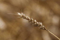 Από τη Δευτέρα και για λίγες ώρες η δήλωση των αποθεμάτων σε γεωργικά προϊόντα και πρώτες ύλες