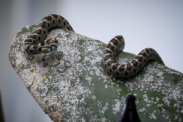 Εύβοια: Οχιά δάγκωσε 40χρονο, τον έστειλε στην εντατική