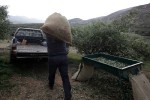 Υπ. Εργασίας: Εγκύκλιος για τη συνταξιοδότηση αγροτών