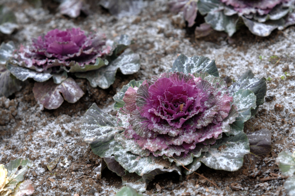 Καιρός: Προ των πυλών ψυχρή Πρωτομαγιά με «βουτιά» της θερμοκρασίας - Πού θα πέσουν χιόνια