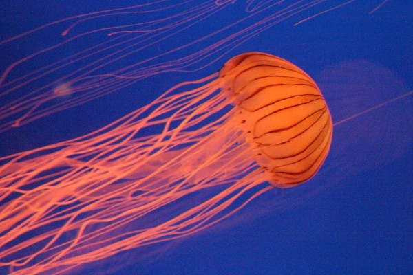 Και οι μέδουσες κοιμούνται