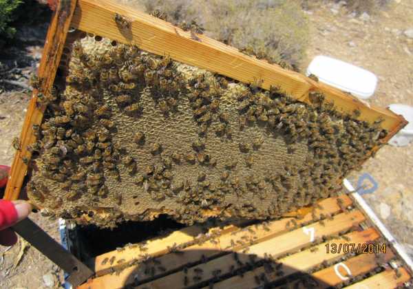 Δωρεάν σεμινάριο μελισσοκομίας στο Δήμο Αγράφων