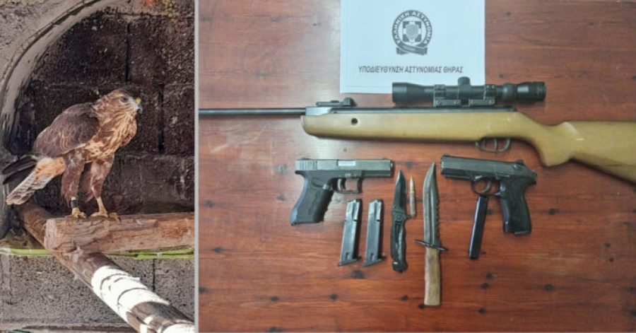 Σαντορίνη: Χειροπέδες σε 41χρονο για οπλοκατοχή και αιχμαλωσία αρπακτικού γερακιού