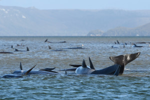 Οικολογική τραγωδία στην Αυστραλία: Νεκρές εκατοντάδες φάλαινες