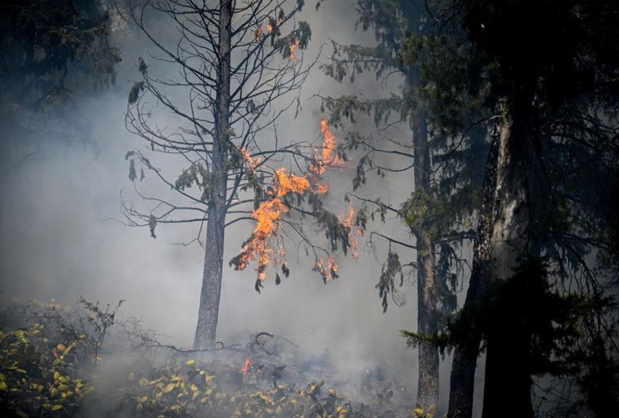 Φωτιά στη Φθιώτιδα: Νεκρός ο 67χρονος μελισσοκόμος που κάηκε προσπαθώντας να σώσει τα μελίσσια του