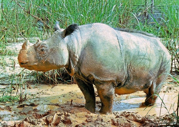 Κένυα: Πέθανε ο τελευταίος αρσενικός λευκός ρινόκερος του Βορρά