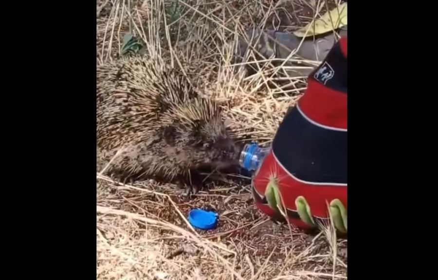 Απίστευτο βίντεο: Πυροσβέστης στο Κιλκίς δίνει νερό σε σκαντζόχοιρο που βρήκε σε καμένη έκταση