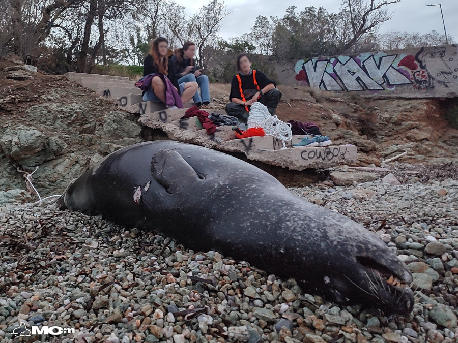 Ανάβυσσος: Ξεβράστηκε νεκρή μεσογειακή φώκια –Βρέθηκε πυροβολημένη (εικόνες)