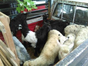 Αγρίνιο: Παρέμβαση Αστυνομίας για βασανισμό ζώων σε παραδοσιακή ζωοπανήγυρη - Δείτε τις φωτογραφίες
