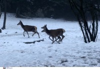 Μαρουσάκης για καιρό: Χιόνια στην Αττική φέρνει η κακοκαιρία, πότε και πού θα ξυπνήσουν με λευκό τοπίο