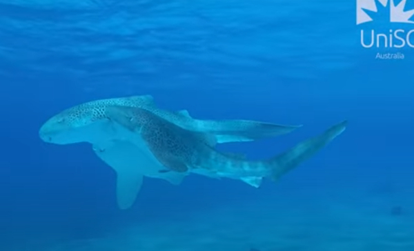 Καρχαρίας λεοπάρδαλη: Για πρώτη φορά καταγράφηκε ζευγάρωμα του είδους, σε τρίο (Βίντεο)