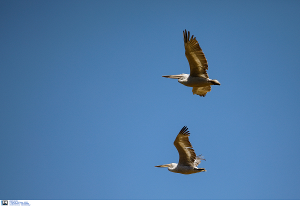 Κατέφθασαν στην Πρέσπα οι πρώτοι αργυροπελεκάνοι, μετά την περυσινή γρίπη των πτηνών που σκότωσε χιλιάδες