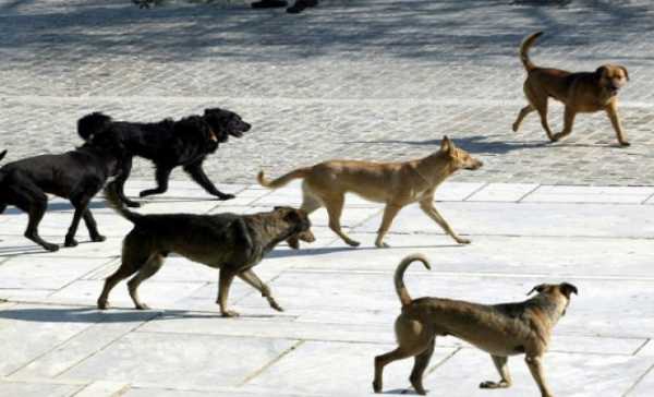 Πρωτοβουλίες του δήμου Ηρακλείου για το πρόβλημα με τα αδέσποτα ζώα