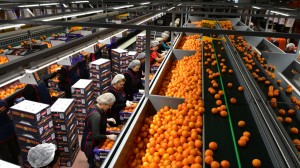 Ενισχύσεις 170 εκατ. ευρώ στη μεταποίηση και εμπορία αγροτικών προϊόντων