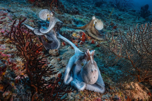 Το αρσενικό χταπόδι γονιμοποιεί το θηλυκό ακόμα και αν δεν έχει οπτική επαφή, χρησιμοποιεί ειδικό πλοκάμι